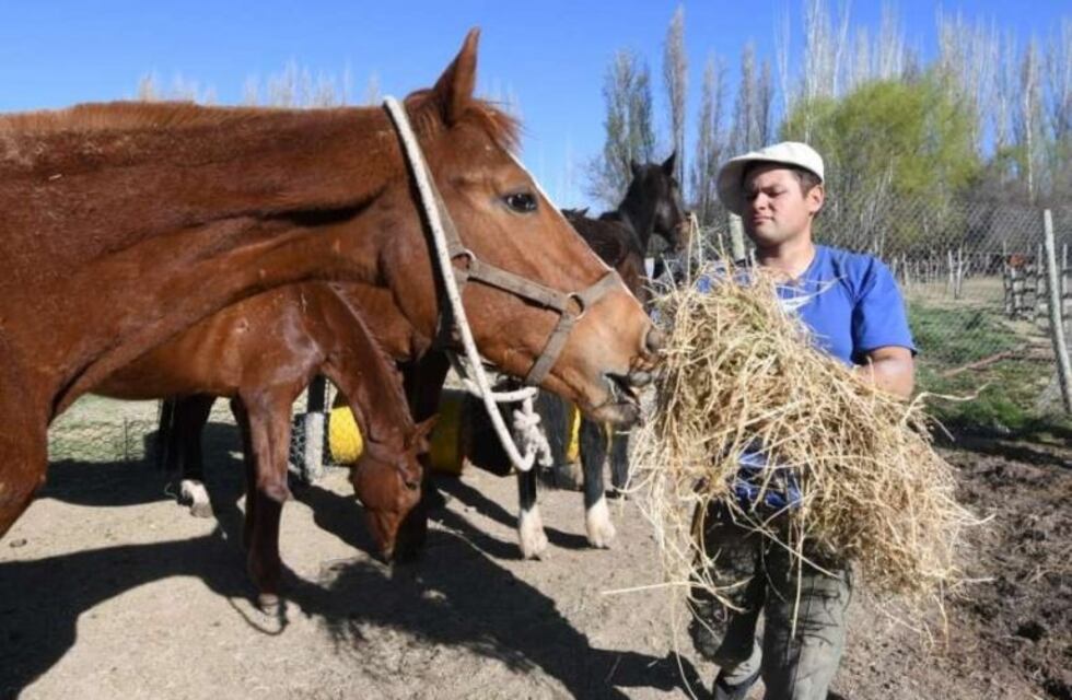 'Jubilaron' a nueve caballos de la Policía de Mendoza después de 25 años