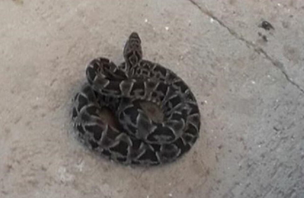 Estupor: hallan víboras venenosas en vivienda de Chacras de Coria