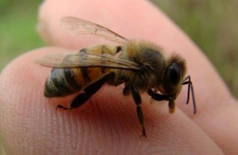 Abren encuentro nacional de la Mesa de Abejas Nativas sin Aguijón