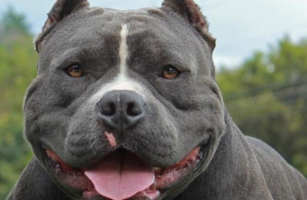 Capital reglamentó la tenencia de perros considerados peligrosos
