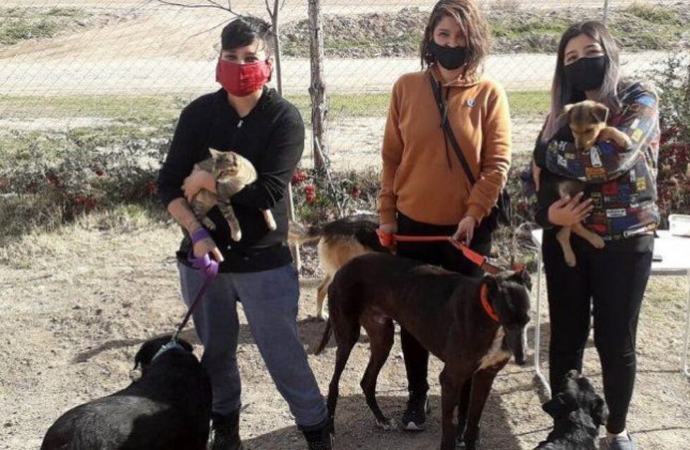 Crean "DNI" para los perros y gatos de Cipolletti