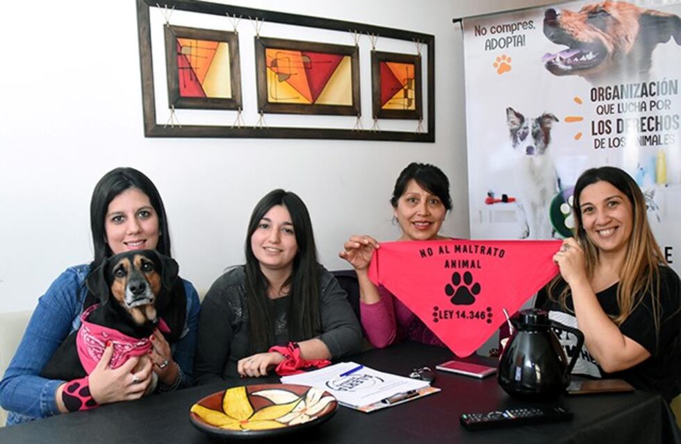 Protectoras de Viedma denunciaron violencia hacia perros de la calle