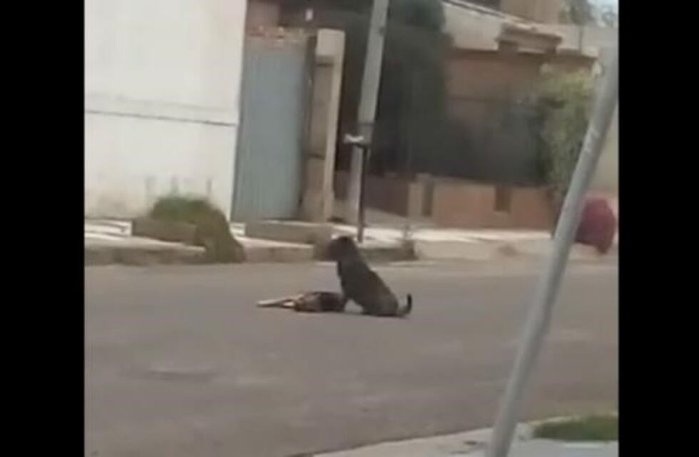 El video que conmueve a Córdoba: el perrito que "despide" a "su amigo"