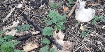 Hallaron restos óseos en San Martín y Platón (@JoseljuarezJOSE)