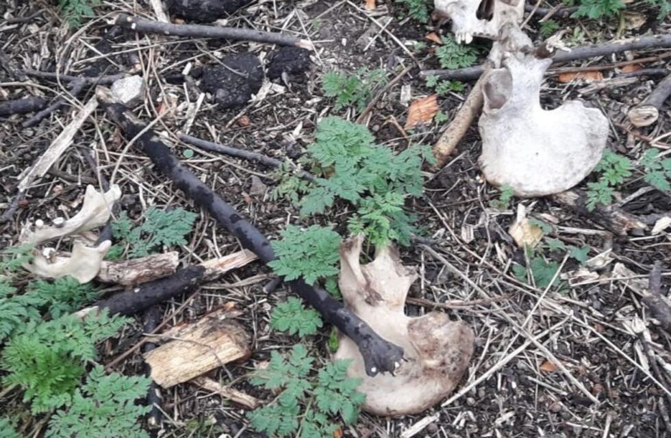 Obreros cavaban una zanja en Córdoba y encontraron restos óseos humanos