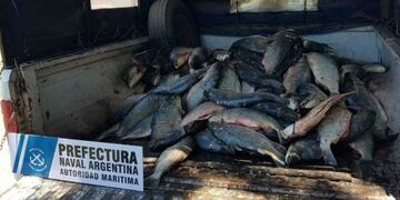 En total se decomisaron 540 peces que estaban catalogados como \