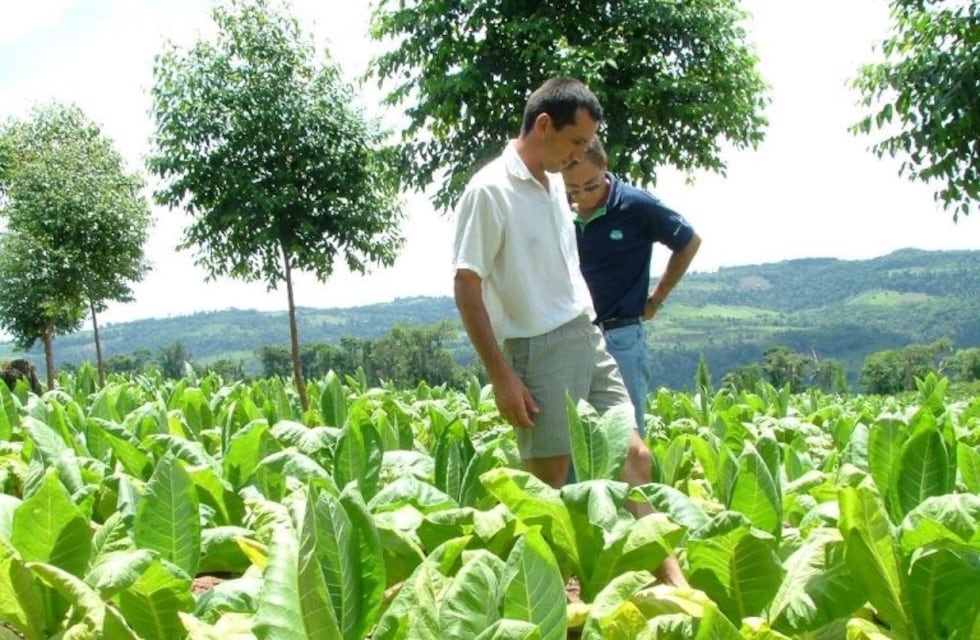 Casi 5.000 productores reciben más de $138 millones por compensación de precio del tabaco