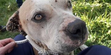 Rescate del pitbull en Río Cuarto