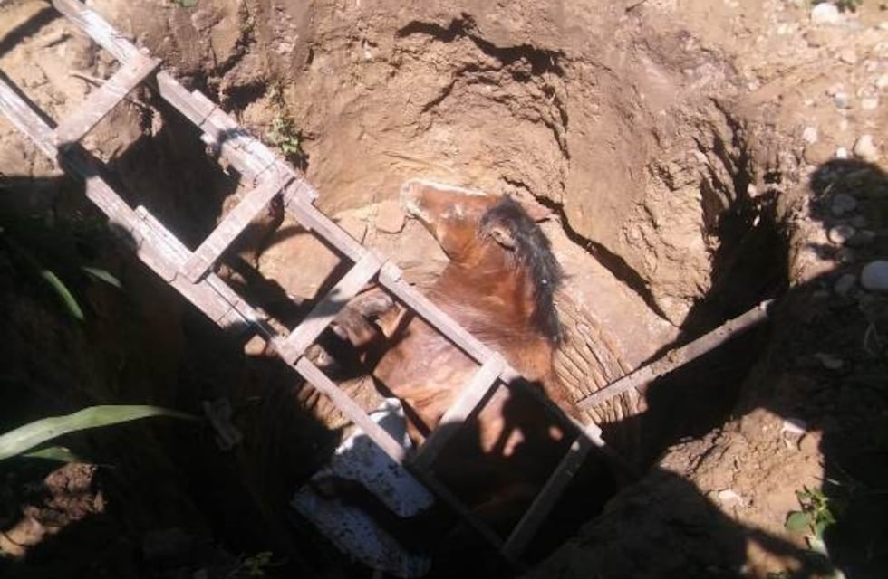 Dramático rescate de un caballo que cayó a un pozo en Orán