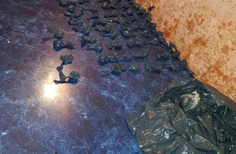 Detenidos y droga secuestrada en megaoperativos en barrios del noreste