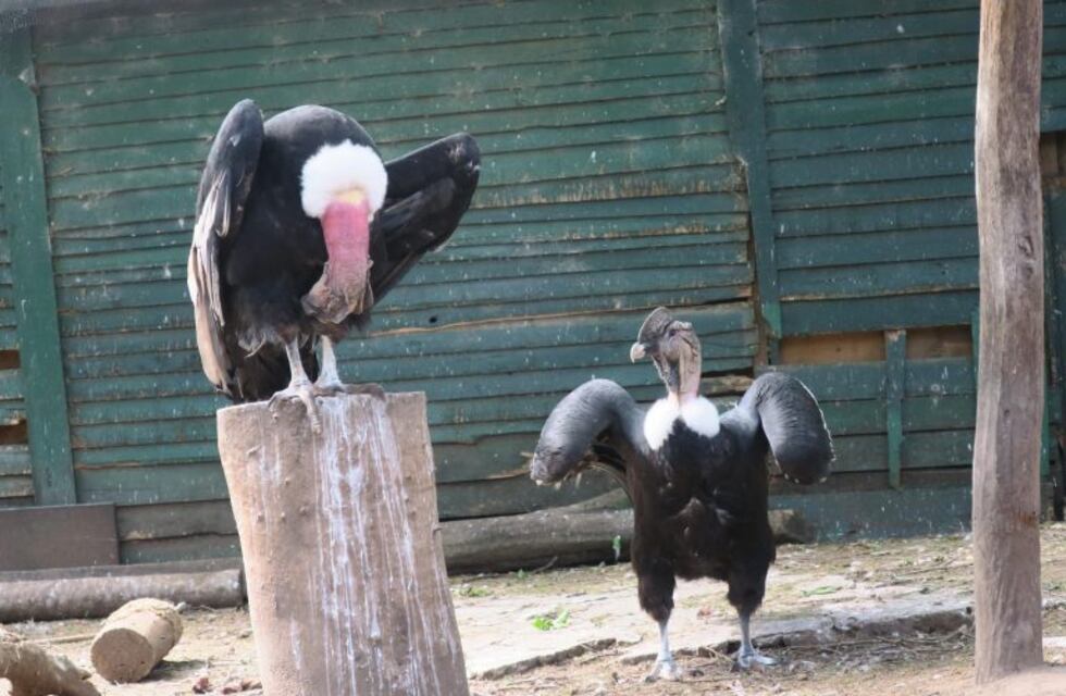 Liberarán seis nuevos ejemplares de cóndor andino en Sierra Paileman