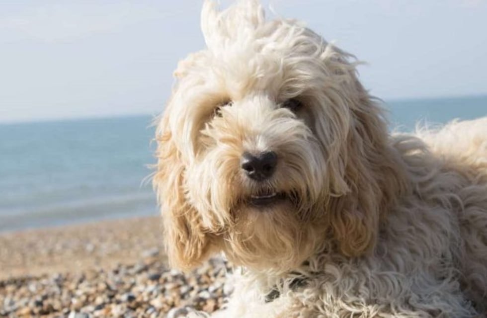 Las siete razas de perros de diseño con más problemas de salud