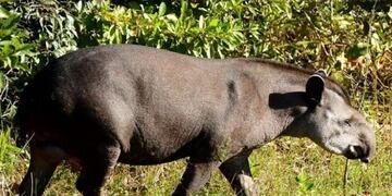 El tapir un gran protagonista de la recuperación de la selva\u002E (Argentina Forestal)