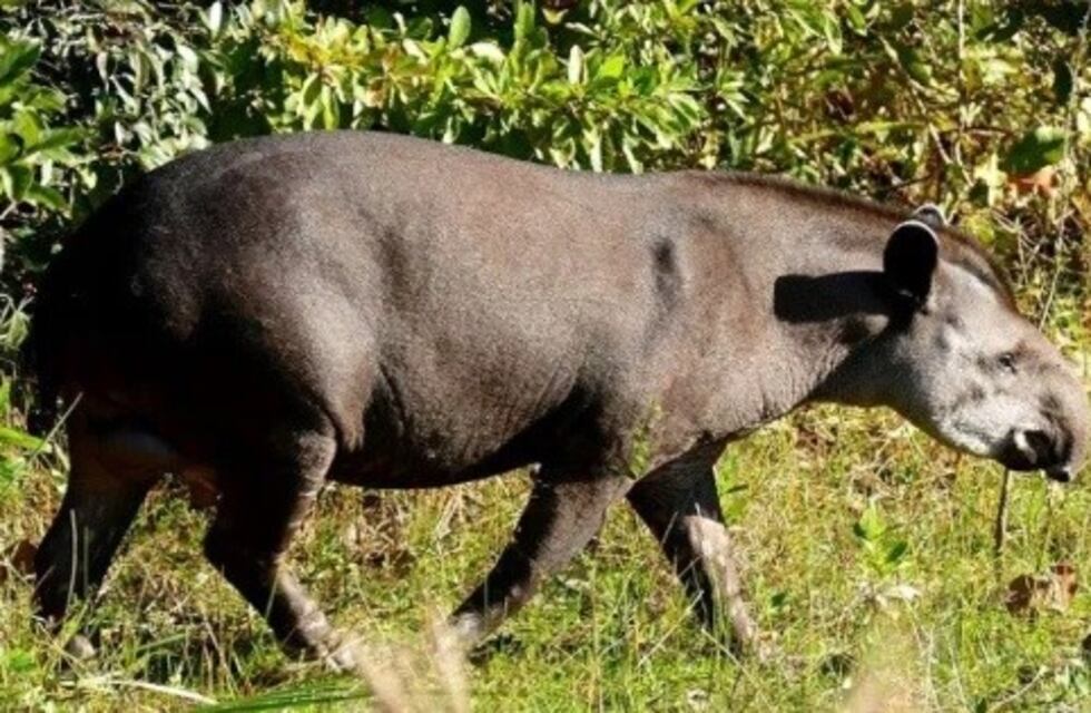 Un animal puede recuperar la selva degradada ¿sabés cuál puede ser?