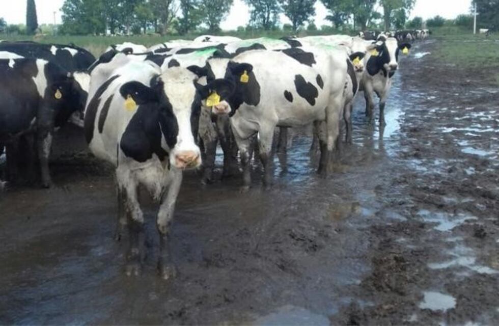 De no creer: Holanda no sabe qué hacer con el exceso de excremento de vaca