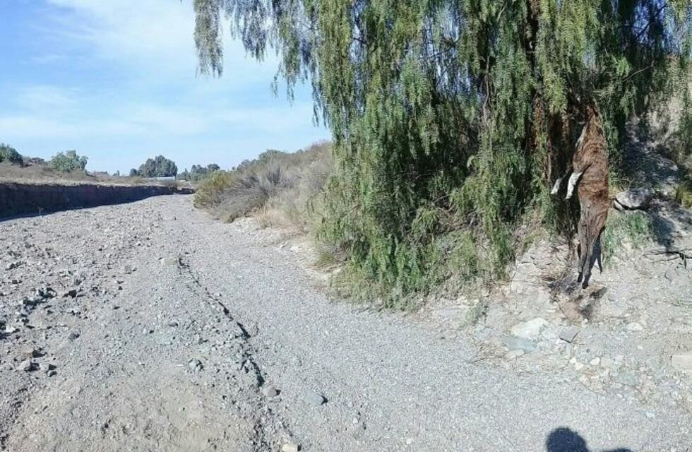 Tétrico hallazgo de animales muertos en Las Heras