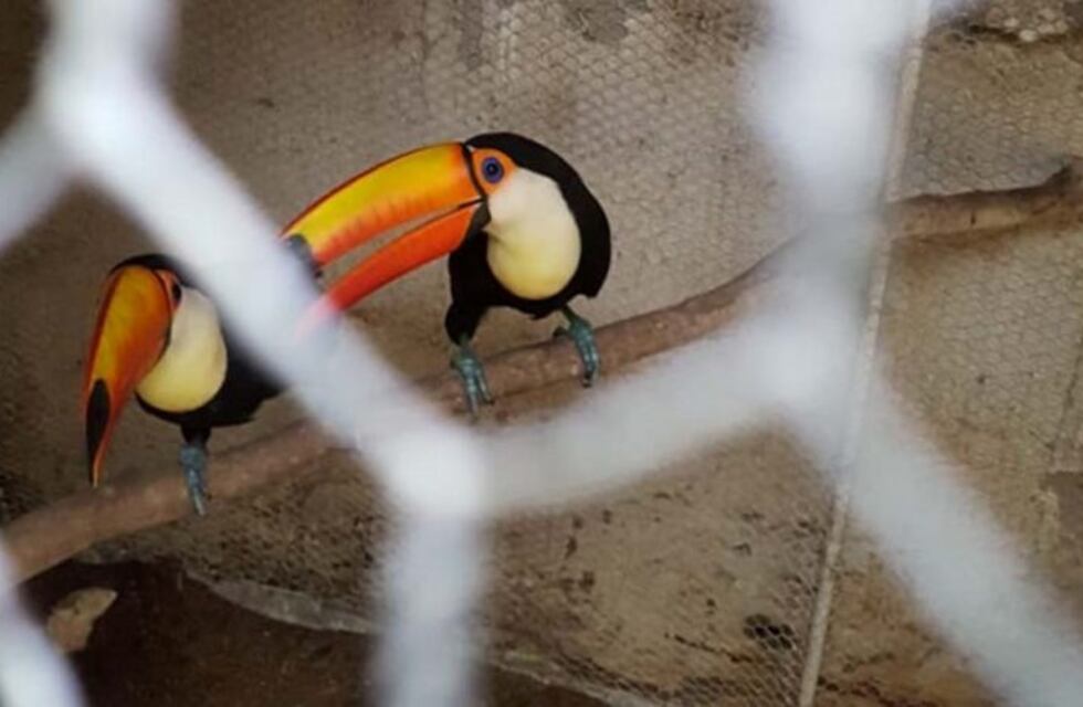 Tráfico de aves protegidas y en peligro de extinción en Villa Mitre