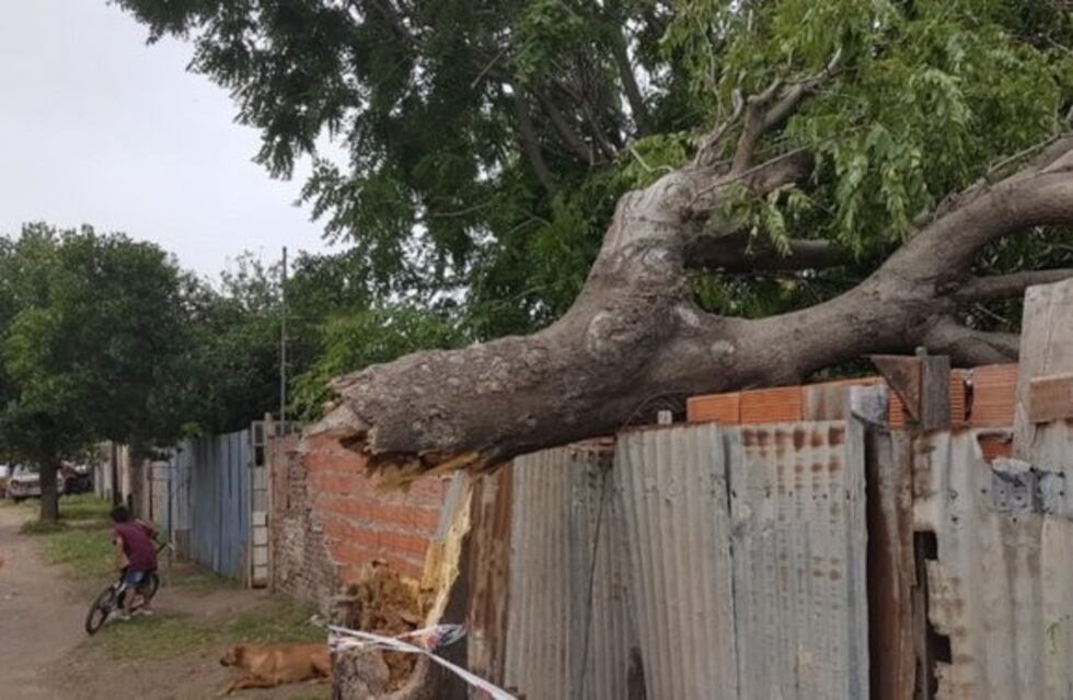 Cayó un árbol y dañó una casa, tres autos y postes de electricidad