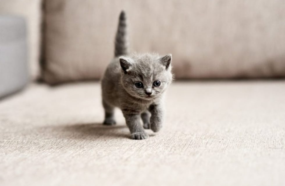 Vecinos de Nueva York lograron rescatar a un gato que llevaba dos días en la alcantarilla