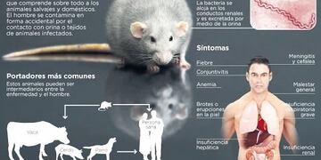 Leptospirosis (WEB)