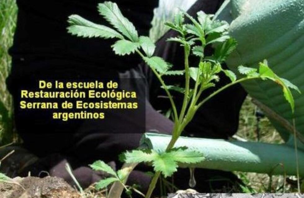 Buscan voluntarios para reforestar las sierras de Córdoba