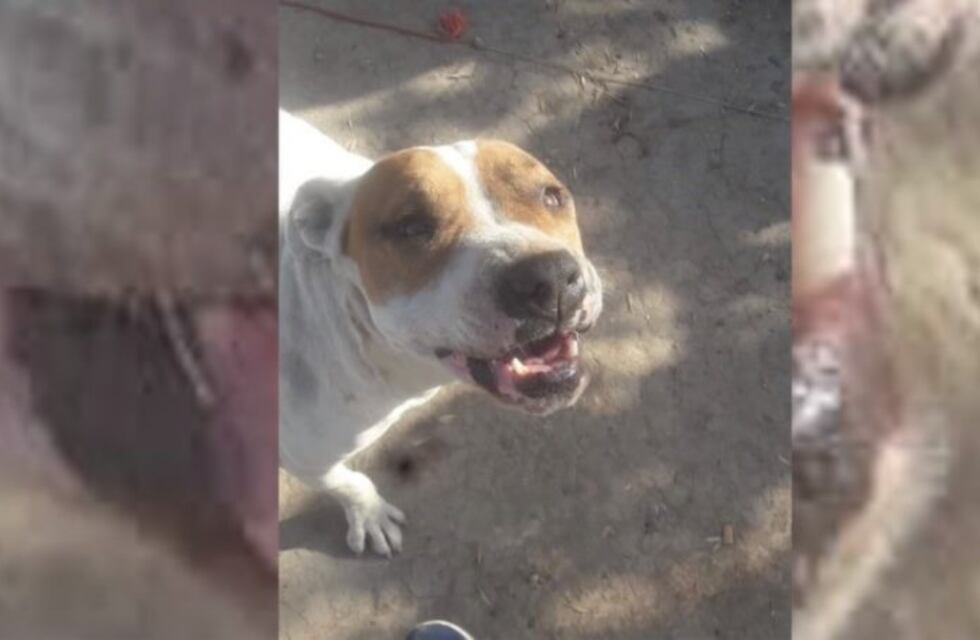 Afirman que mataron a una pitbull en allanamiento por el crimen de Ticiana