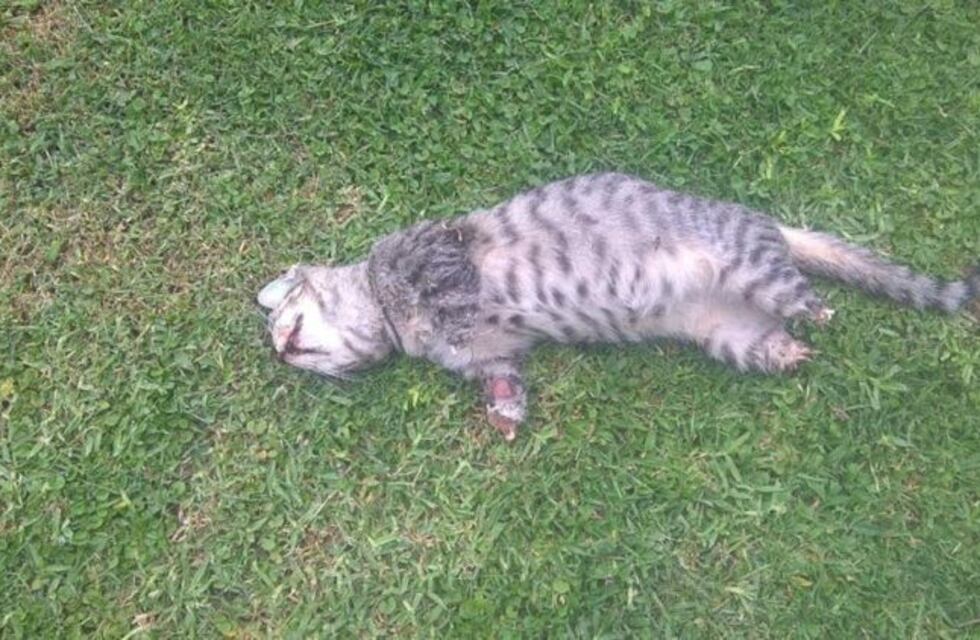 ¿Ritual o puro salvajismo? Todos se preguntan qué le pasó al gato que apreció con las patas cortadas