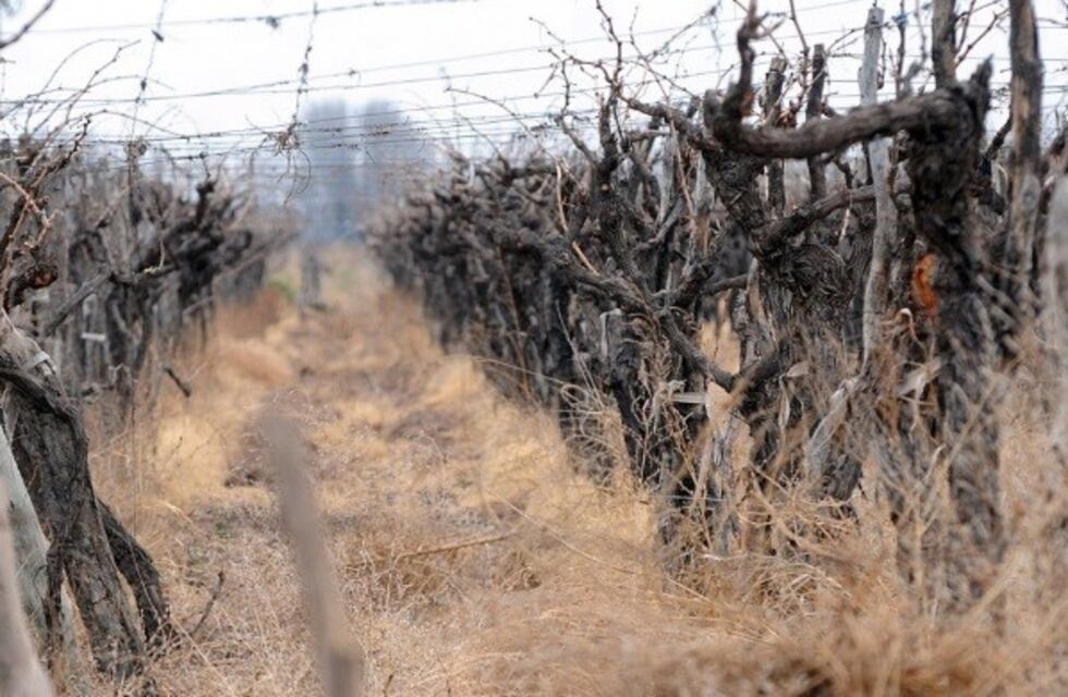 El 30% de las fincas en el Este mendocino están "abandonadas"