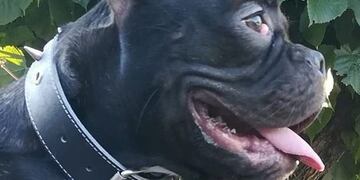 Entraron a robar a una casa de La Plata y se llevaron hasta el perro: su familia pide ayuda para encontrarlo