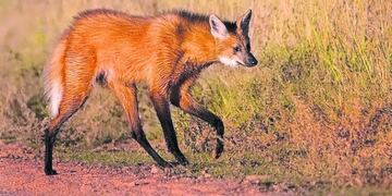 Aparecieron dos Aguará guazú en un campo de arroz\u002E (Archivo)