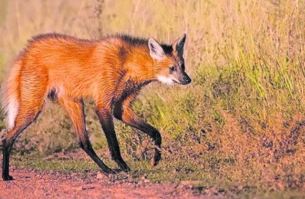 El simpático video de dos aguará guazú saltando en medio de un arrozal