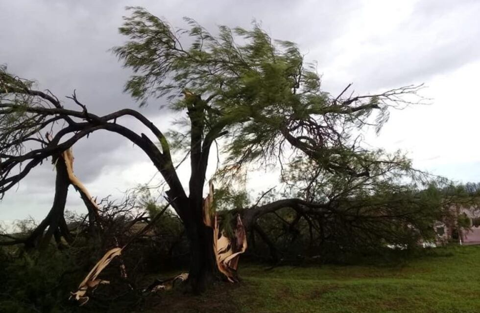 El temporal en Villa Santa Rosa tumbó un algarrobo histórico