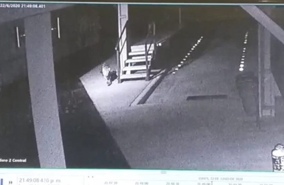 Un trabajador se encontró con un yaguareté en las dársenas del Parque Nacional Iguazú