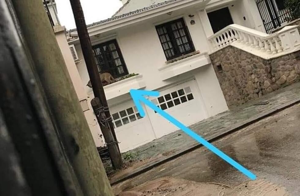 Buscan un puma que merodeaba por un barrio de la capital jujeña
