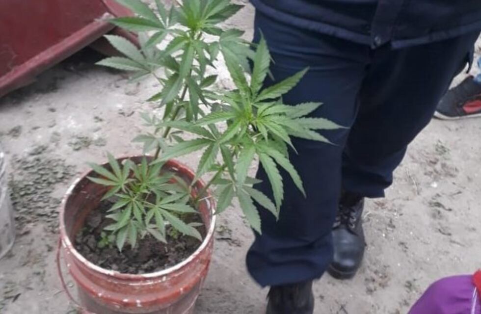 Buscaban armas y encontraron seis plantas de marihuana
