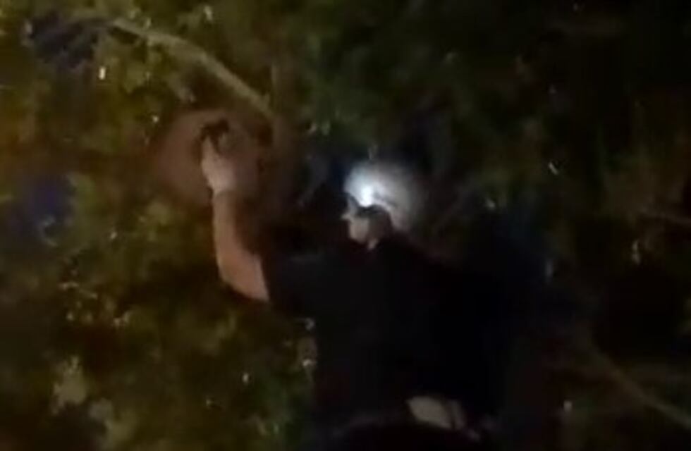 Emocionante: bomberos rescataron a un hornero atrapado en su nido