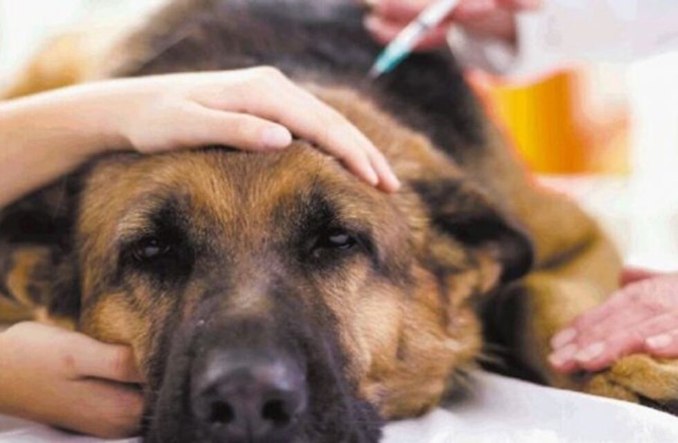 La provincia promulgó la ley que prohíbe la eutanasia, matanza y sacrificio de mascotas