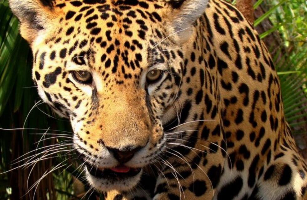 ¿Por qué se festeja el cuatro de octubre el Día Mundial de los Animales?