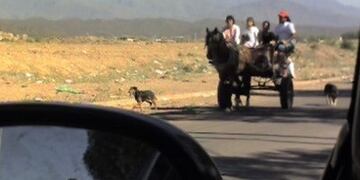 Le robaron hasta el caballo\u002E