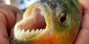 Piden extremar precauciones en el río para evitar ataques de palometas\u002E (Archivo)