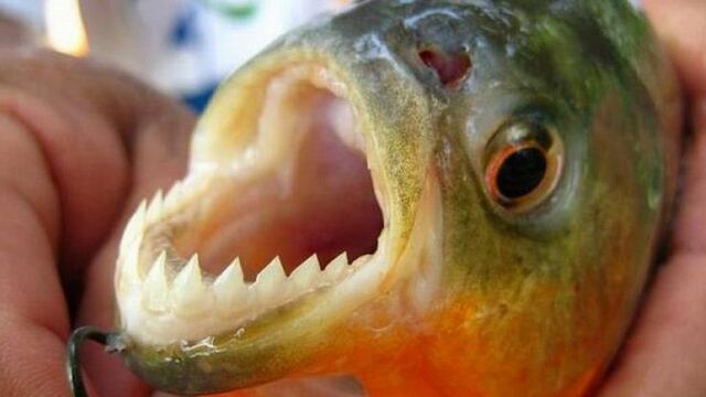 Piden extremar precauciones en el río para evitar ataques de palometas\u002E (Archivo)