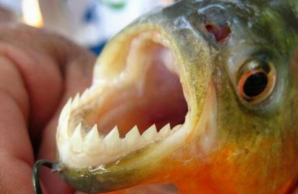 Palometas hirieron a una mujer en la zona de islas frente a Baigorria