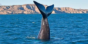 Ballena franca austral\u002E