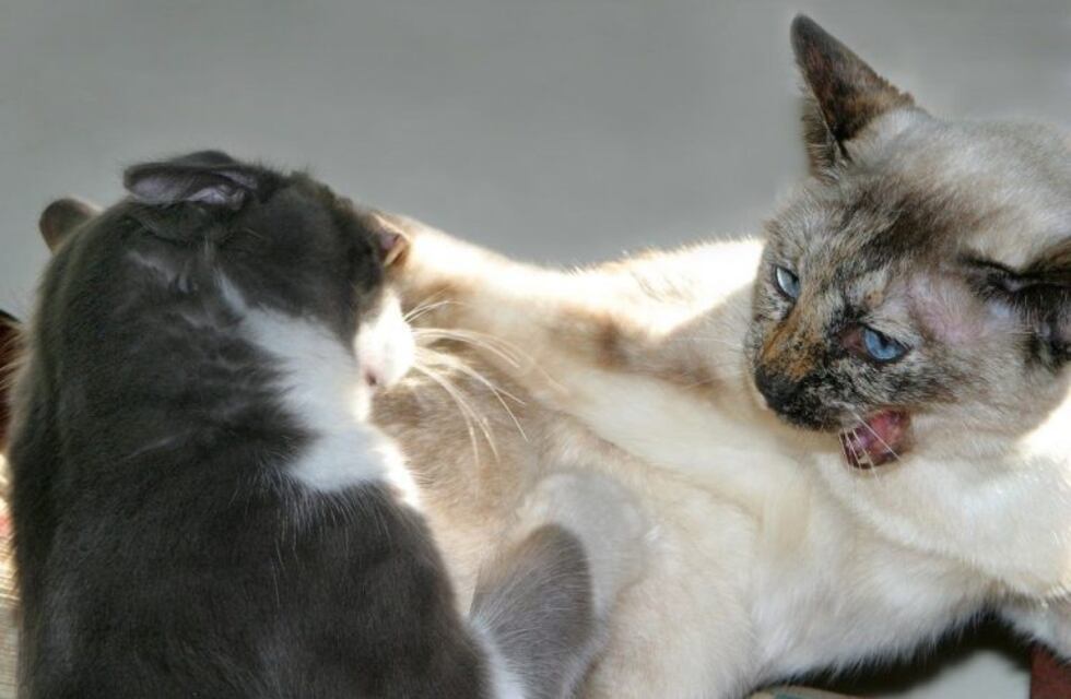 La insólita venganza de un gato que arrojó a otro a la pileta