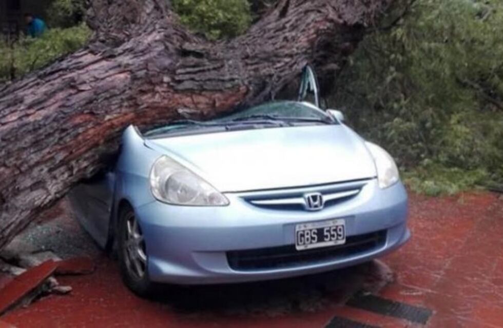 Un árbol cayó y destruyó un auto en Ciudad