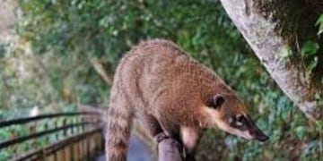 Nacen las primeras crías de coatí en Iguazú y sorprenden por su adelantada aparición.