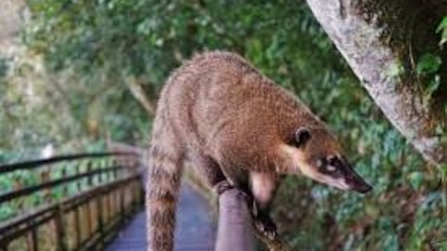 Nacen las primeras crías de coatí en Iguazú y sorprenden por su adelantada aparición.