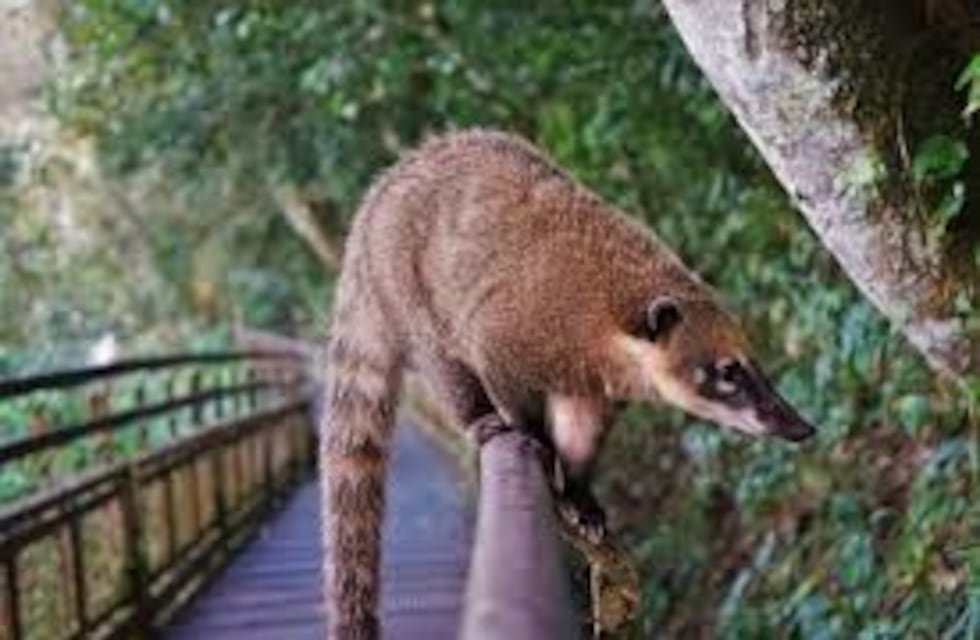 Nacen las primeras crías de coatí en Iguazú y sorprenden por su adelantada aparición