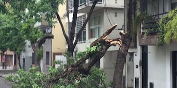 En Cochabamba al 300 un árbol quedó dañado por las fuertes ráfagas de viento\u002E (@robertocaferra)
