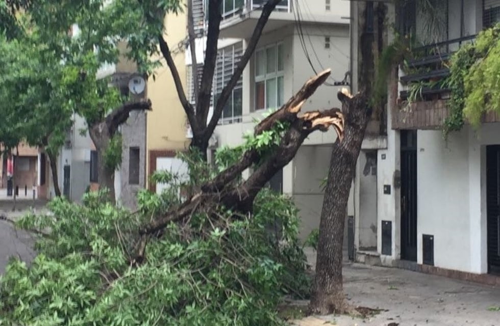 Dos zonas con cortes de luz y numerosos árboles caídos por el temporal